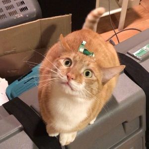 Meet your Posher, Don